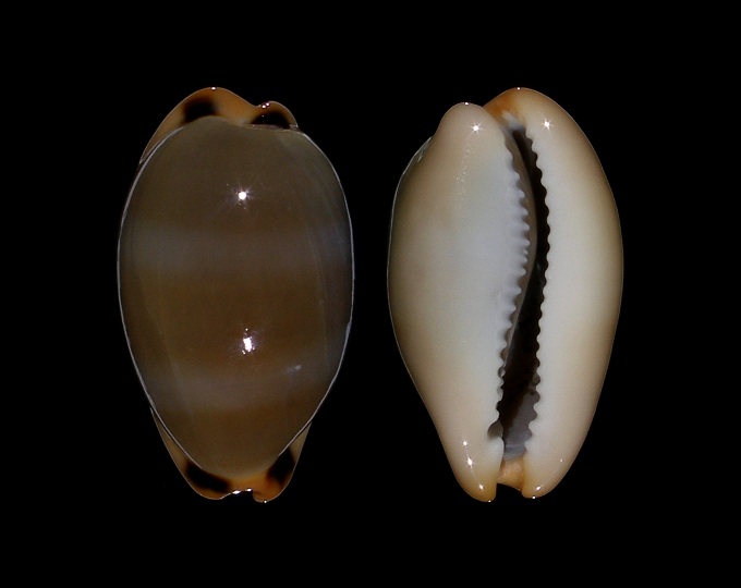 Picture of Luria lurida pulchroides