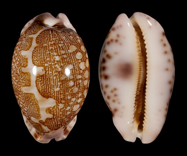 Image of Leporicypraea mappa viridis f. guamensis